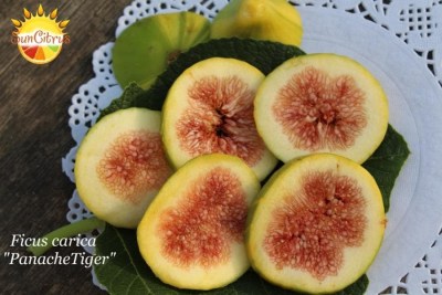 Ficus carica Panch - 